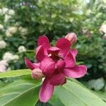 Calycanthus floridus 花