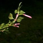 Fuchsia microphylla Цвят