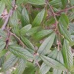 Cotoneaster salicifolius Levél