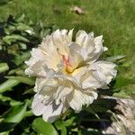 Paeonia officinalisFiore