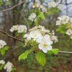 Crataegus mollis Flor