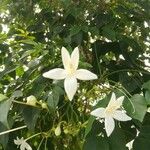 Millingtonia hortensis Kukka
