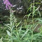 Epilobium angustifolium Liść