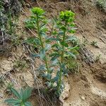 Euphorbia agraria Hábitos