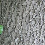 Alnus × pubescens Bark