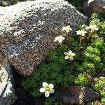 Saxifraga praetermissa Flower