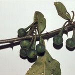 Solanum subinerme Fruit