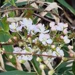 Prunus japonica 花