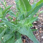 Nicotiana quadrivalvis Hàbitat