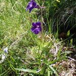 Pinguicula grandiflora Libunga