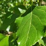 Populus nigra List