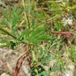 Desmanthus virgatus Leaf