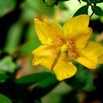 Hypericum × hidcoteense फूल