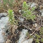 Sideritis montana Flower