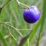 Dianella caerulea Fruto