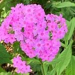 Phlox glaberrima ফুল