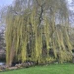 Salix × pendulina Habit