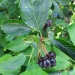 Aronia melanocarpa果實