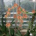 Aloe tomentosa ᱛᱟᱦᱮᱸ