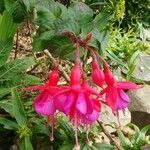 Fuchsia × standishii Flor