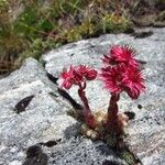 Sempervivum montanum 花