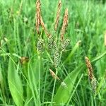 Carex tomentosa Frukt