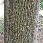 Quercus cerris 树皮