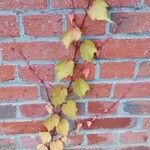 Parthenocissus tricuspidata Staniste