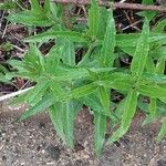 Rubia tinctorum Leaf