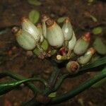 Psychotria lehmbachii