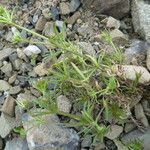 Plantago sempervirens Habit