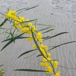 Acacia retinodes 花
