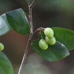Microcos schmitzii Frucht