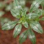 Amaranthus blitoides Folla