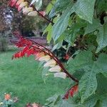 Mina lobata Flower