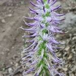 Phyteuma scorzonerifolium Flower
