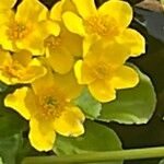 Caltha palustris Blad