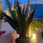 Agave fourcroydes Hoja