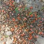 Butea monosperma Fruct