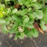 Leucanthemum ircutianum Квітка