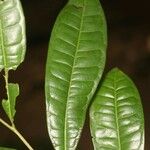 Vantanea parviflora Blatt