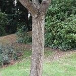 × Chitalpa tashkentensis Rusca
