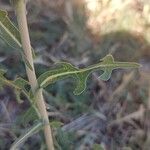 Lactuca salignaBlad