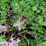 Thymus praecox Habitus