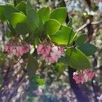 Arctostaphylos patula 花