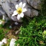 Anemone baldensis Libunga