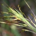 Hyparrhenia rufa Fruit