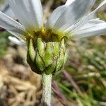 Anthemis maritima Květ