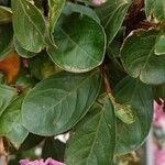 Lagerstroemia speciosa Blad