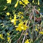 Jasminum nudiflorumFlor